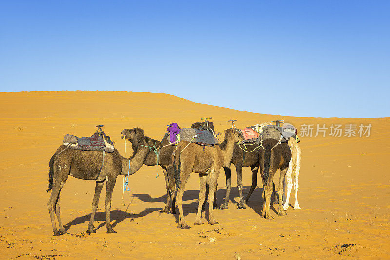 骆驼在沙漠中休息，Merzouga, Erg Chebbi，撒哈拉，摩洛哥